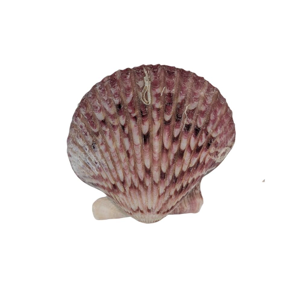 Four Sea Shells - Picture 3 of 7